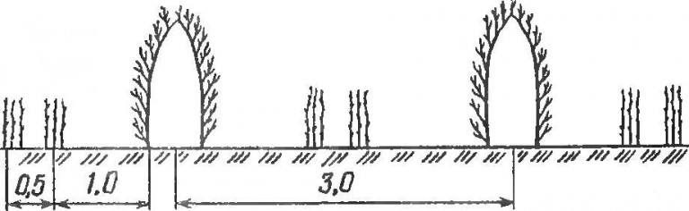 Расстояние между малиной при посадке схема посадки